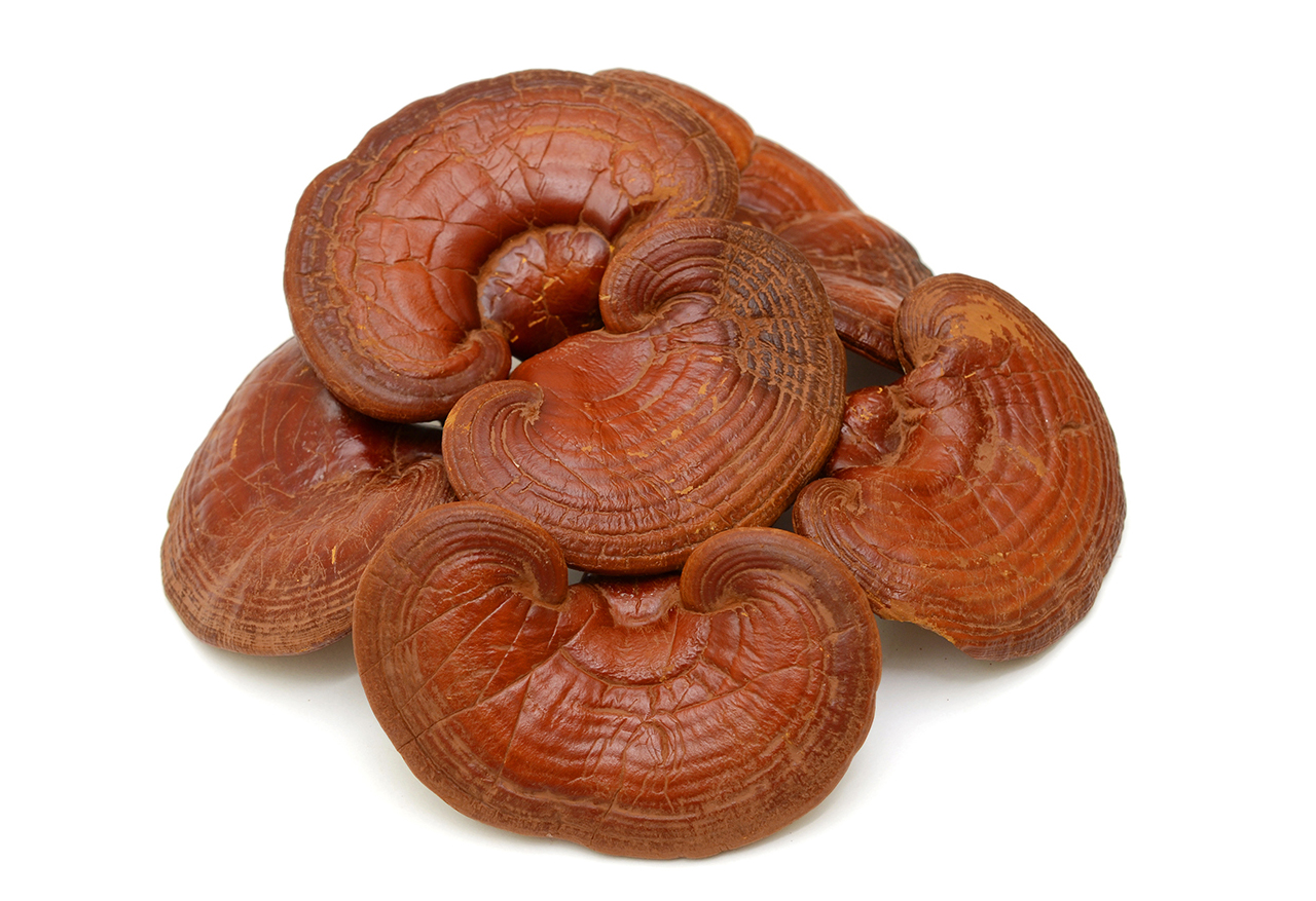 Reishi mushroom  (Ganoderma lucidum)